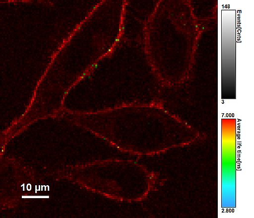 Microscopy image